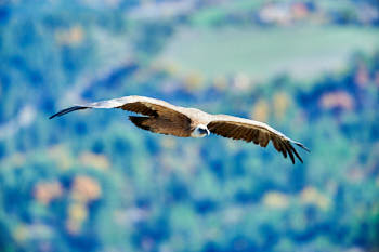 Rapaces<br>NIKON D4, 700 mm, 1000 ISO,  1/1600 sec,  f : 6.3 