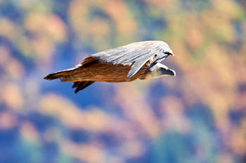 Rapaces<br>NIKON D4, 700 mm, 1000 ISO,  1/1600 sec,  f : 6.3 