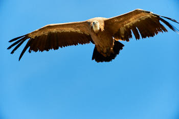 Rapaces<br>NIKON D4, 700 mm, 640 ISO,  1/1600 sec,  f : 6.3 