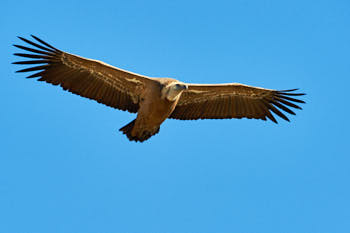 Rapaces<br>NIKON D4, 500 mm, 500 ISO,  1/1600 sec,  f : 8 