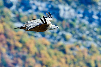 Rapaces<br>NIKON D4, 700 mm, 1600 ISO,  1/1250 sec,  f : 11 