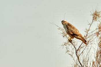 Rapaces<br>NIKON D4, 700 mm, 500 ISO,  1/1600 sec,  f : 8 