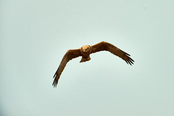 Rapaces<br>NIKON D4, 700 mm, 400 ISO,  1/1250 sec,  f : 6.3 