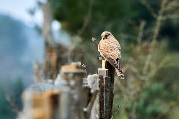 Rapaces<br>NIKON D4, 420 mm, 4500 ISO,  1/1000 sec,  f : 8 