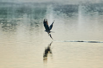 Rapaces<br>NIKON D4, 500 mm, 160 ISO,  1/800 sec,  f : 4 