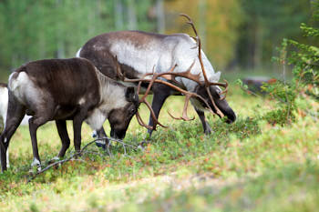 Scandinavie<br>NIKON D4, 500 mm, 720 ISO,  1/1000 sec,  f : 5.6 