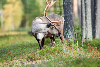 Scandinavie<br>NIKON D4, 500 mm, 640 ISO,  1/1000 sec,  f : 5.6 