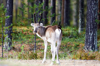 Scandinavie<br>NIKON D4, 500 mm, 640 ISO,  1/1000 sec,  f : 5.6 