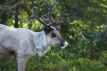 Scandinavie<br>NIKON D4, 500 mm, 2000 ISO,  1/1600 sec,  f : 5.6 