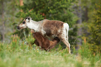 Scandinavie<br>NIKON D4, 500 mm, 560 ISO,  1/1600 sec,  f : 5.6 