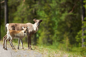 Scandinavie<br>NIKON D4, 500 mm, 500 ISO,  1/1600 sec,  f : 5.6 