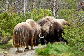 Scandinavie<br>NIKON D4, 500 mm, 14368 ISO,  1/800 sec,  f : 8 