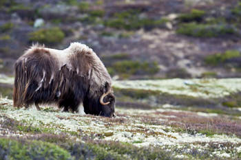 Scandinavie<br>NIKON D4, 500 mm, 3600 ISO,  1/1000 sec,  f : 5.6 