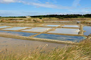 Salins de guerande<br>Jpeg File, 35 mm, 220 ISO,  1/800 sec,  f : 8 