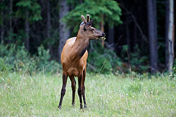 Wapiti<br>NIKON D4, 500 mm, 1100 ISO,  1/1600 sec,  f : 5.6 