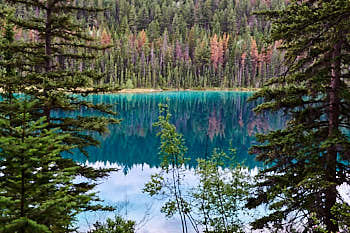 Vallée des Cinq Lacs, prés de Jasper<br>NIKON Df, 40 mm, 2500 ISO,  1/250 sec,  f : 9 
