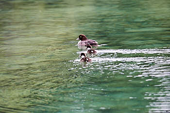 Plongeon<br>NIKON D4, 500 mm, 1600 ISO,  1/1600 sec,  f : 5.6 