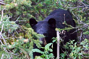 Ours Noir<br>NIKON D4, 500 mm, 36204 ISO,  1/400 sec,  f : 13 