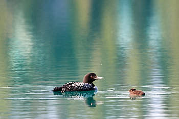 Plongeon Huard<br>NIKON D4, 700 mm, 1600 ISO,  1/1600 sec,  f : 8 