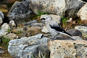 Casse noix<br>NIKON Df, 200 mm, 200 ISO,  1/250 sec,  f : 13 