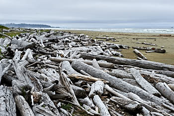 Cote pacifique de l'ile de Vancouver<br>NIKON Df, 70 mm, 125 ISO,  1/250 sec,  f : 9 