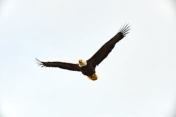 Pygargue a tête blanche, emblême des USA<br>NIKON D4, 700 mm, 640 ISO,  1/3200 sec,  f : 8 