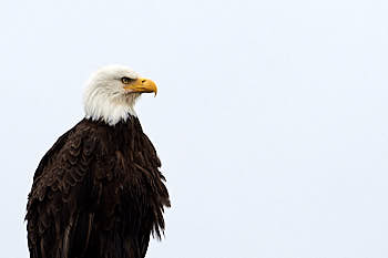 Pygargue a tête blanche, emblême des USA<br>NIKON D4, 500 mm, 800 ISO,  1/2000 sec,  f : 7.1 