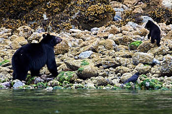 Ours noir et son petit<br>NIKON D4, 500 mm, 4000 ISO,  1/2000 sec,  f : 7.1 