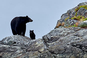 Ours noir et son petit<br>NIKON D4, 500 mm, 1100 ISO,  1/2000 sec,  f : 7.1 