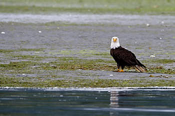 Canada<br>NIKON D4, 500 mm, 1800 ISO,  1/2000 sec,  f : 7.1 