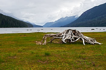 Strathcona parc, ile de Vancouver<br>NIKON Df, 60 mm, 360 ISO,  1/250 sec,  f : 8 