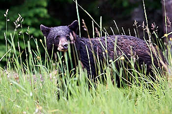 Ours Noir<br>NIKON D4, 500 mm, 5000 ISO,  1/1600 sec,  f : 5.6 