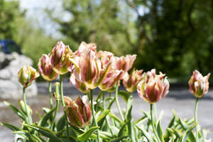 Irlande<br>NIKON D700, 50 mm, 200 ISO,  1/500 sec,  f : 5 