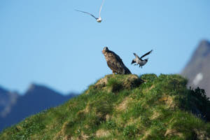 L'aigle pêcheur n'est pas le bienvenue<br>NIKON D4, 850 mm, 450 ISO,  1/1250 sec,  f : 8 